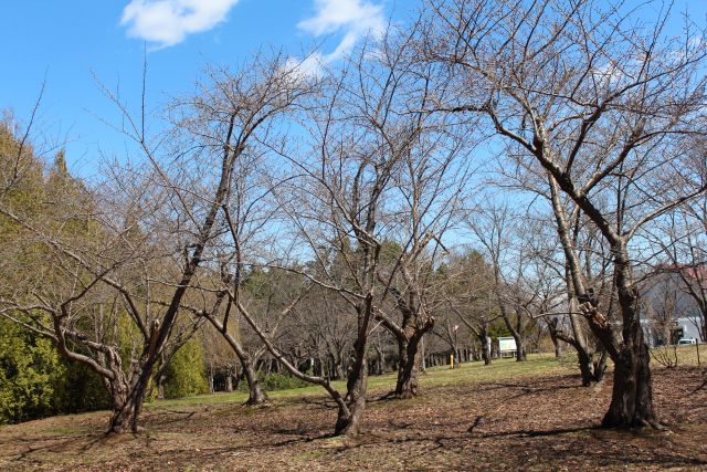 2025年4月17日染井吉野樹形の写真