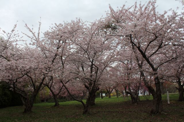 2025年5月7日染井吉野樹形の写真