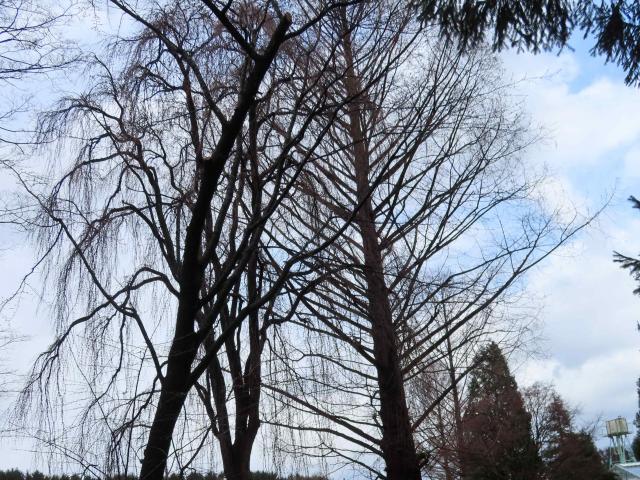 2025年4月16日染井吉野樹形の写真