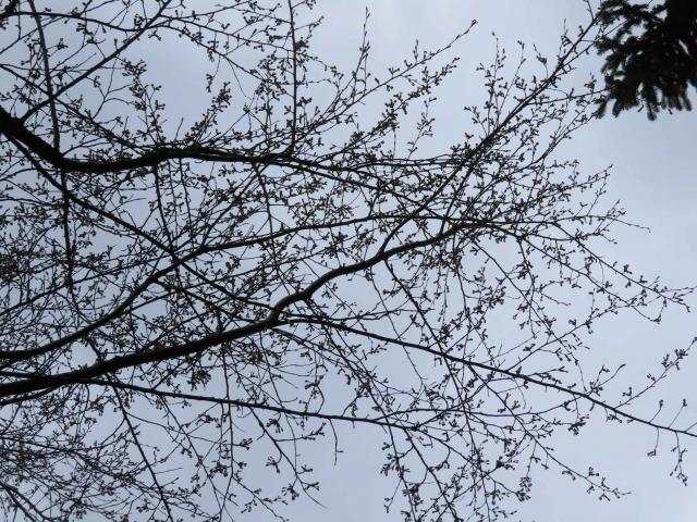 2025年4月21日染井吉野花芽の写真