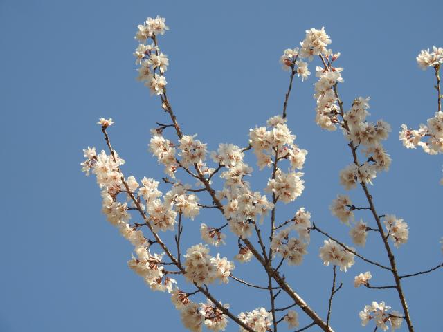 2025年4月4日エドヒガン花芽の写真