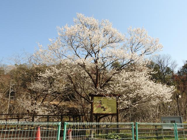 2025年4月4日エドヒガン樹形の写真