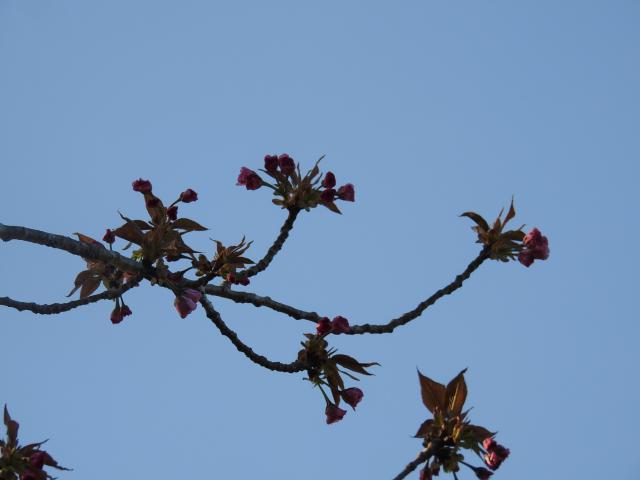 2025年4月15日関山花芽の写真