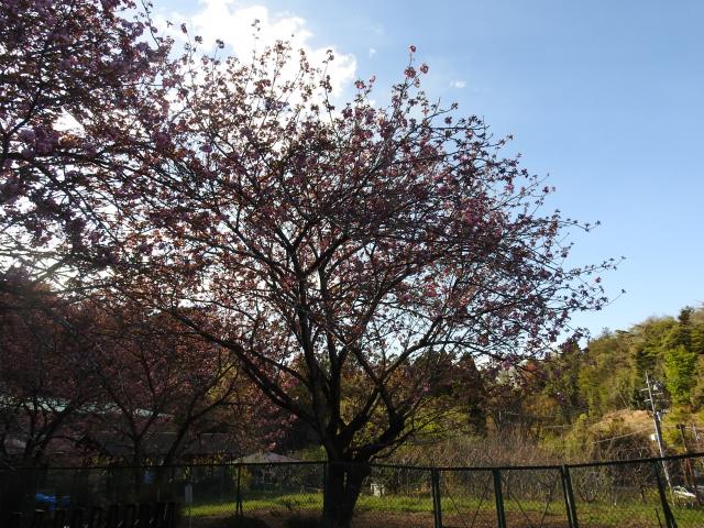 2025年4月15日関山樹形の写真