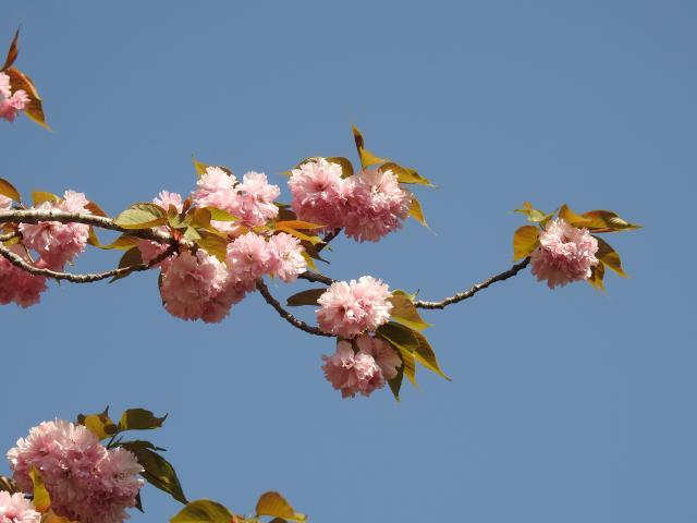 2025年4月21日関山花芽の写真