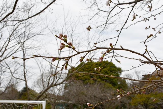 2025年3月31日染井吉野花芽の写真