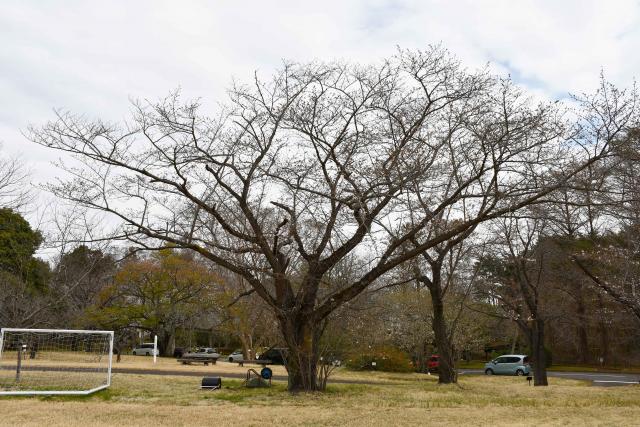 2025年3月31日染井吉野樹形の写真