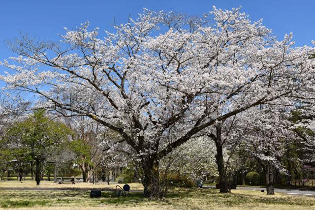 2025年4月9日染井吉野樹形の写真