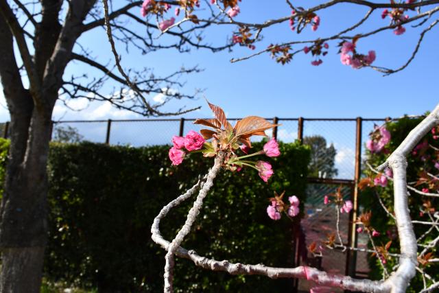 2025年4月15日関山花芽の写真