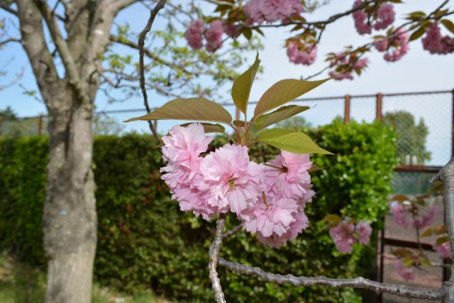 2025年4月21日関山花芽の写真