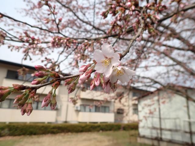 2025年4月8日小彼岸桜花芽の写真