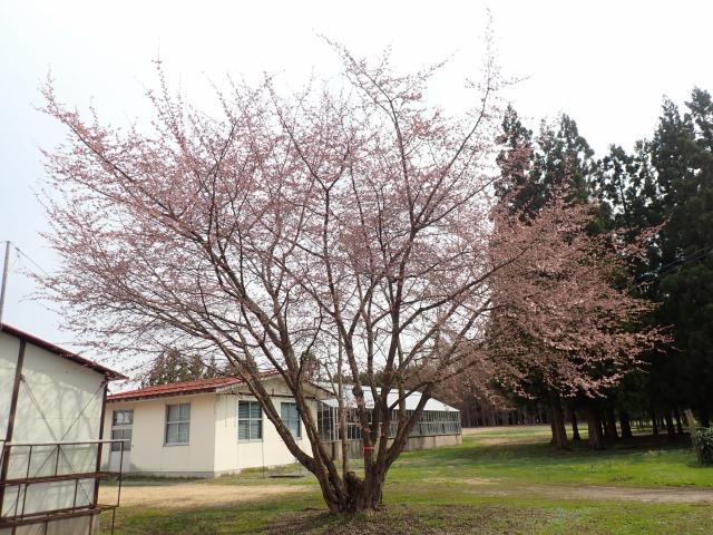 2025年4月8日小彼岸桜樹形の写真