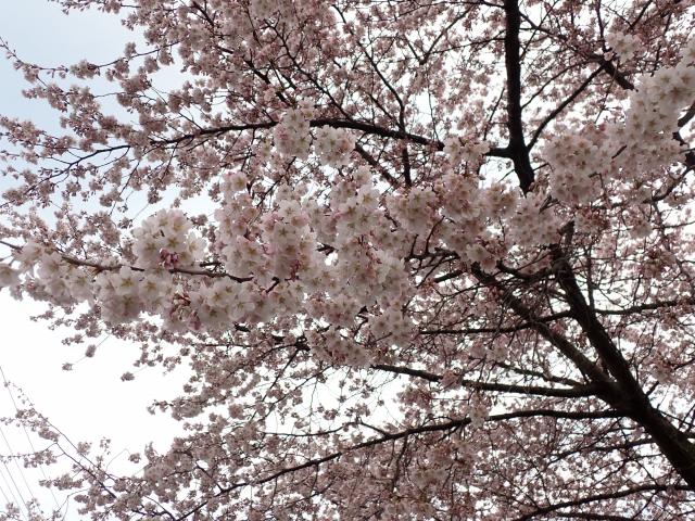 2025年4月11日小彼岸桜花芽の写真