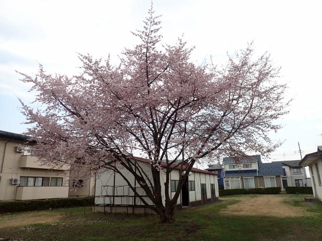 2025年4月11日小彼岸桜樹形の写真