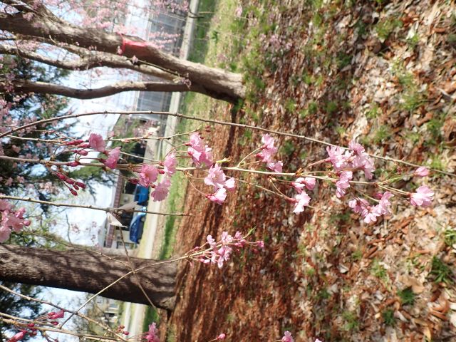 2025年4月21日紅枝垂花芽の写真