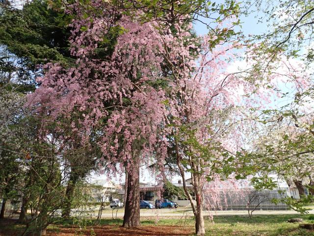 2025年4月21日紅枝垂樹形の写真