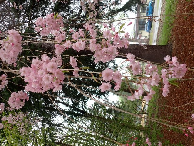 2025年4月24日紅枝垂れ花芽の写真