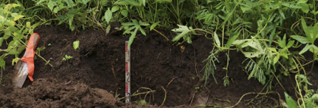 photo01:a photo of an agroforestry farm planted with Banana and leguminous trees