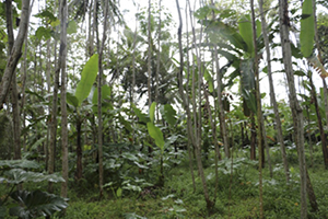 photo02:a photo of an agroforestry farm planted with Banana and leguminous trees