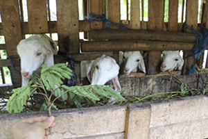 photo03:a photo of goats looking out of the fence and eating leaves of legume trees