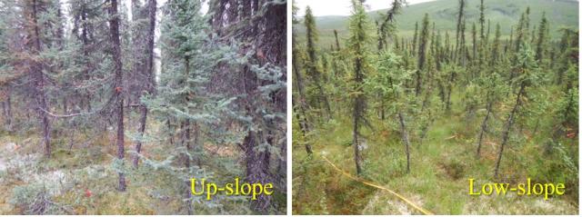 Photographs of black spruce stands at different slope positions.