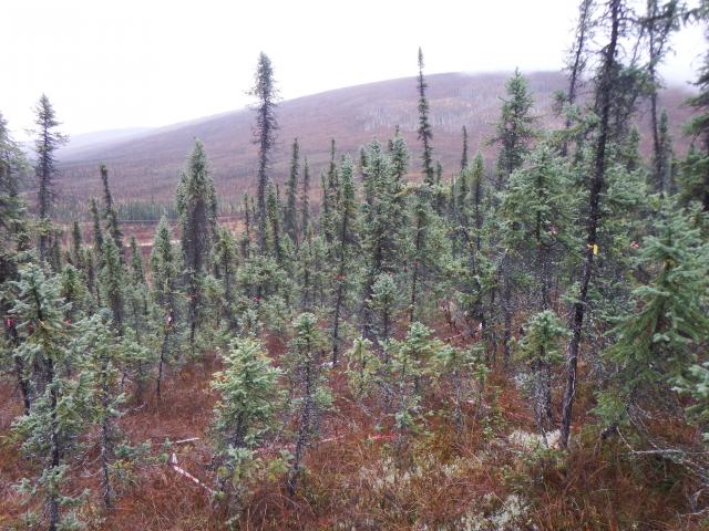The picture shows a 100-year-old permafrost black spruce stand. Most of the black spruce trees are less than 10 m in height. Since length of branches were very short, the black spruce trees look like matchsticks.