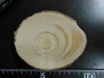 poto03:photograph of annual rings collected in black spruce forest
