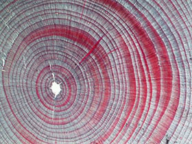 photo04:lignin-stained black spruce tree rings