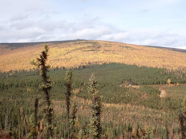 This picture shows forests on a south facing slope where deciduous broad-leaved forests are distributed on mid- and upper-slope with no permafrost, whereas black spruce forests are distributed on lower- and foot-slope underlain with permafrost.