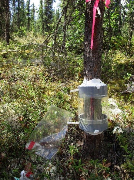 The picture shows a closed chamber set on stem surface of a black spruce tree. By measuring increment of CH4 concentration in the chamber during a certain period, CH4 emission rates from the stem surface of the tree can be estimated.