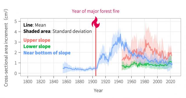 Graph showing long-term stem growth of black spruce trees growing on permafrost. On the lower slope, growth declined approximately 40 years after the fire, while trees on the upper slope have maintained relatively robust growth for over a century.