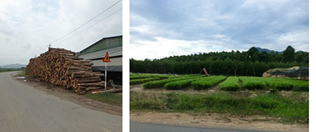 photo02:cut down timber,acacia plantation and nursery