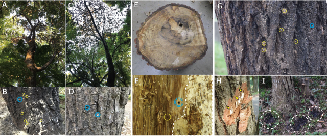 oak desearse