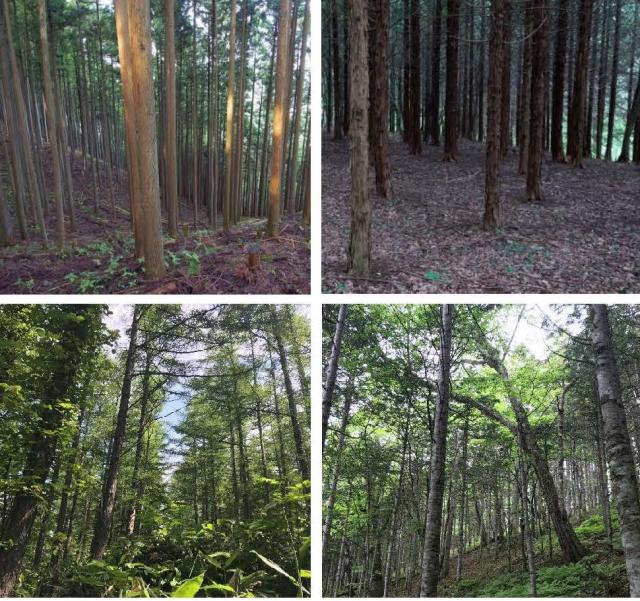 A set of four photos of a forest plantation.In the top two photos, the forest floor is dark and there is few undergrowth. In the bottom two photos, the sky can be seen through gaps in the forest canopy, making it bright and rich in forest floor vegetation.