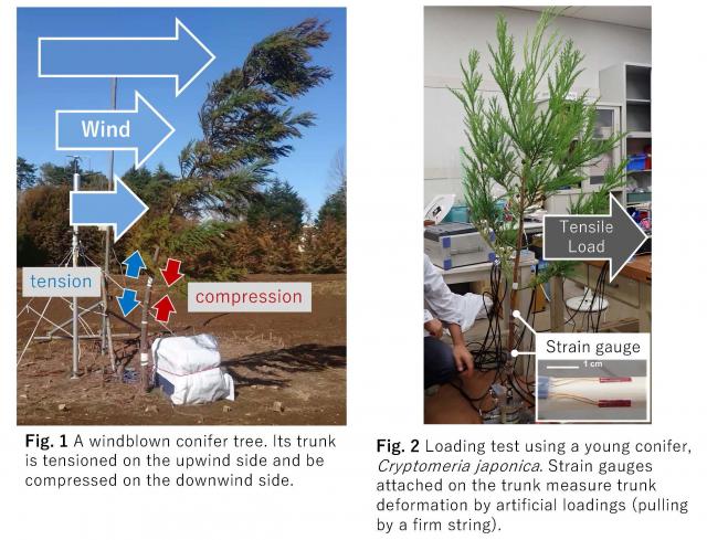 Two photos of wind force measurement. Left: a tree bending in the wind, a young tree with small sensors on its stem.
