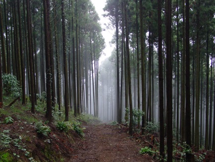 A photograph of a path through a cedar plantation.