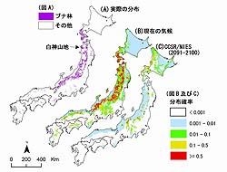 Figure: Japanese beech forest
