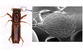 Figure: Platypus quercivorus