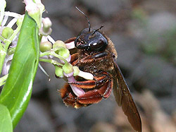Figure: Xylocopa ogasawarensis