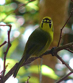 Figure: Apalopteron familiar