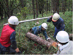 Figure: Investigation of forest biomass