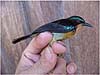 東南アジア熱帯林の生き物たちを守るには