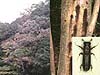 「匂い」を使ってナラ枯れを防ぐ