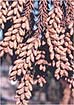 花粉症対策のためのスギ品種