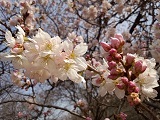 森林講座2018年3月17日開催の写真