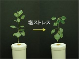 森林講座2019年2月15日開催の写真