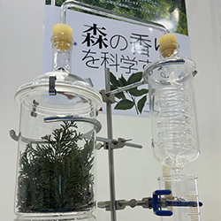 トドマツの葉を透明なガラス容器に入れて加熱して樹木の香り成分を抽出している様子