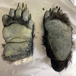 ツキノワグマの前足と後足のレプリカの足型