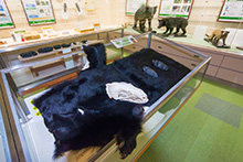 実際に触れることができる展示物の写真