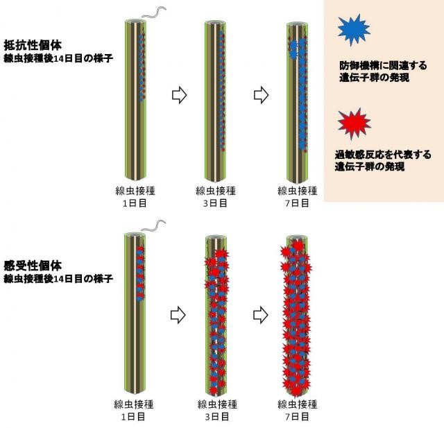 DNA分析